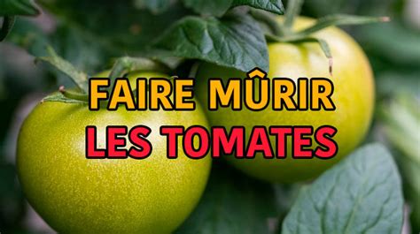 Comment faire mûrir des tomates Toutes nos astuces