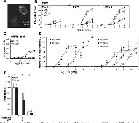 PDF P 2 Y 5 Is A G I G 12 13 G Protein Coupled Receptor Activated