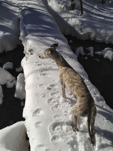 Drop It and Eat: Drop the Diet, Manage Your Weight: Essential Weight