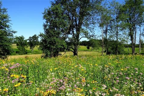 Kettle Moraine State Forest Lapham Peak Unit Forest Bathing Finder