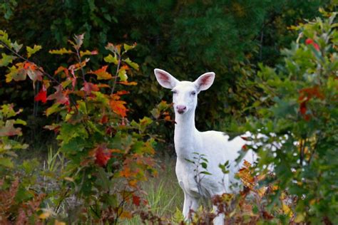 White Tailed Deer Buck In Fall Leaves Rare Albino White Tailed Deer