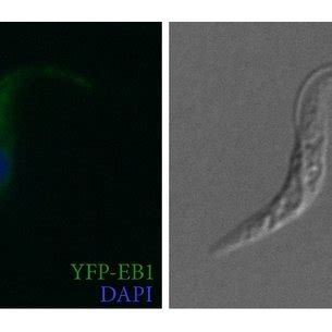 Subpellicular Microtubule Plus End Dynamics Revealed By Eb Cells