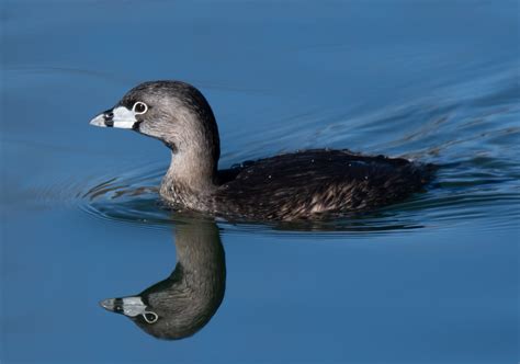 Pied Billed Grebe Flora Y Fauna En Miradores De Sisal Yucat N