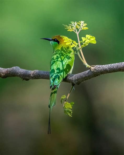 30 Breathtaking Photos Showcasing Indian Wildlife Photography