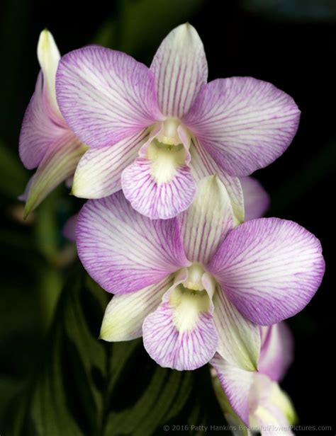 A Few Dendrobium Orchids :: Beautiful Flower Pictures Blog