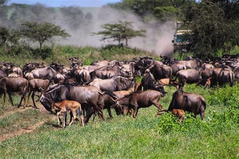 Days And Nights Migration Calving In Serengeti National Park