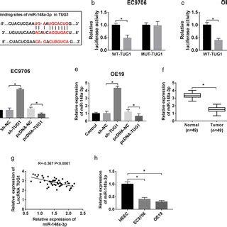 Identification Of Tug Targeting Mir A P A The Putative Binding