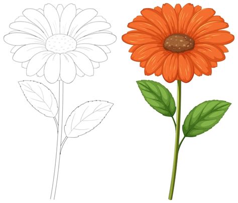 Premium Vector | Blossoming Beauty From Sketch to Color