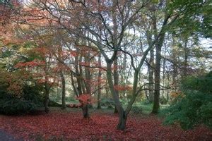 Winkworth Arboretum - The Surrey Edit