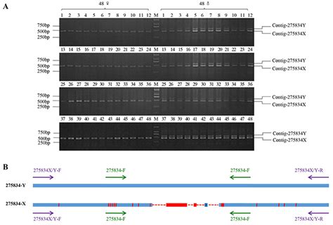 An Ngs Based Approach For The Identification Of Sex Specific Markers In