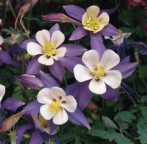 Aquilegia Caerulea Songbird Blue Bird Columbine Garden Center Marketing