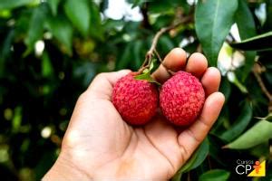 Quantas Calorias Tem A Lichia - Calorias em 1 Fruta (9,6 G) Lichia e Fatos Nutricionais?