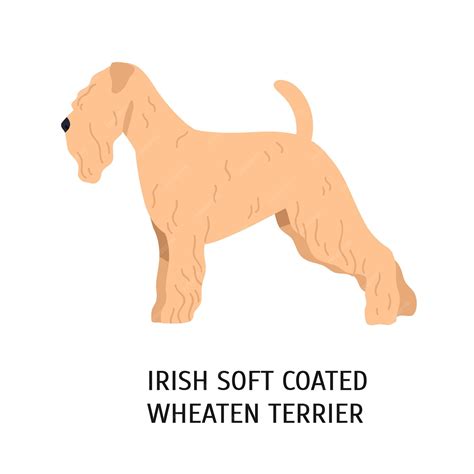 Premium Vector | Irish soft-coated wheaten terrier. lovely dog of