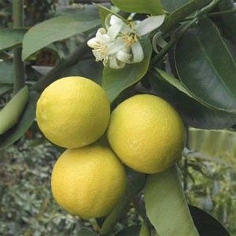 Indian Sweet Lime Palestinian Lime Lima Dulce5 Seed