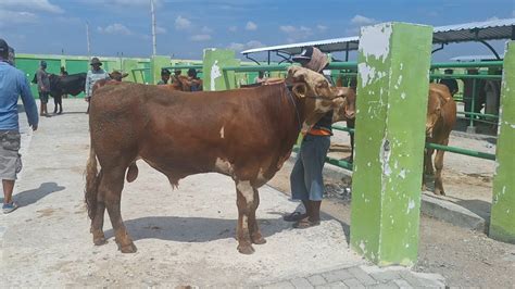 15000 NEGOO Limusin Superr Calon Jumbo Persiapan Qurban Harga Murah