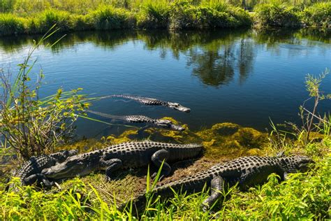 Alligator River National Wildlife Refuge | Love The Outerbanks