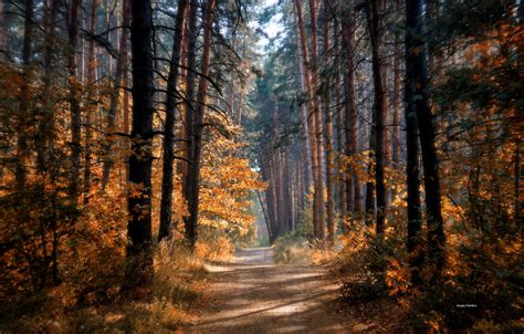 Wallpaper Road Autumn Forest The Sun Trees For Mobile And Desktop Section природа