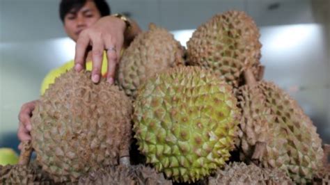 Davao Durian Growers Eye Farm Expansion - The Mindanao Life