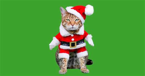 25 Purrfect Christmas Cat Memes: Feline Festive Fun