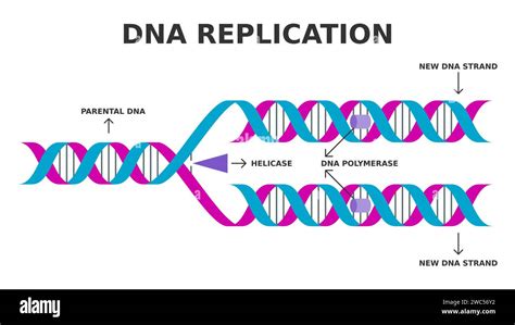 Replicación de ADN Proceso biológico de producir dos réplicas