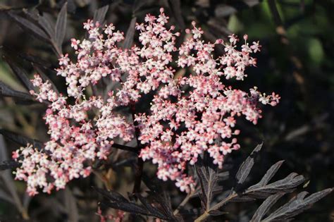 Schwarzer Holunder Black Lace ® Sambucus Nigra Black Lace