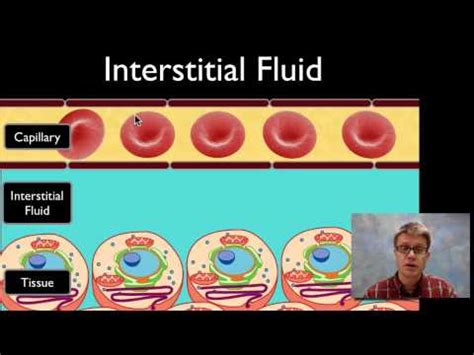 Interstitial Fluid — bozemanscience