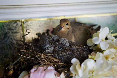 Ways To Stop Pigeon Nesting Around Your Home