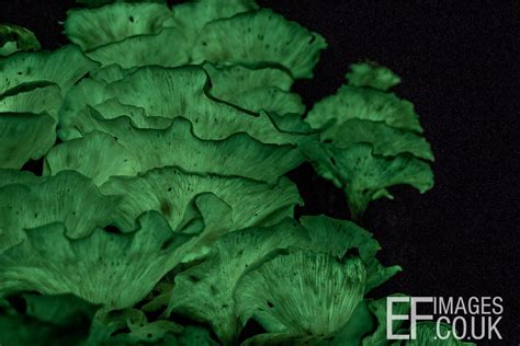 Ef Images Omphalotus Nidiformis Glowing Mushrooms