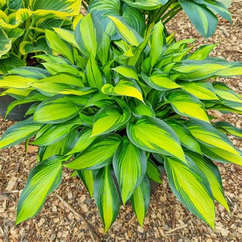 Buy Ayesha Hosta Online Shade Perennials Breck S