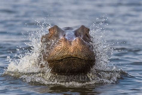 Hippo Chase By Zoomit