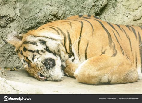 Tiger Sleeping Take Zoo Stock Photo by ©YAYImages 263353126