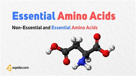 Non-Essential and Essential Amino Acids - Essential Amino Acids