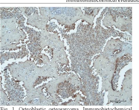 Figure 1 From Immunohistochemical Evaluation Of Cellular Activities In