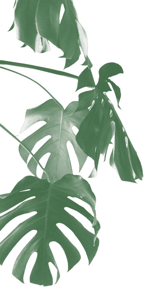 Eleven Plants For Dum Dums And Cool Ppl Heart Leaf Philodendron Page And