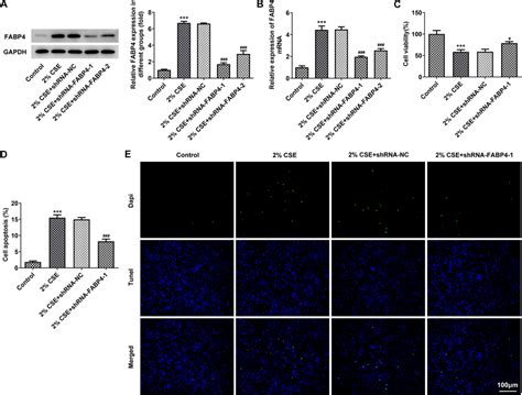 Cs Induced 16hbe Cell Apoptosis Is Alleviated By Shrna Mediated Fabp4