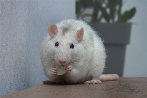 A White Rat Sits on a Table and Eats while Holding Food in Its Paws ...