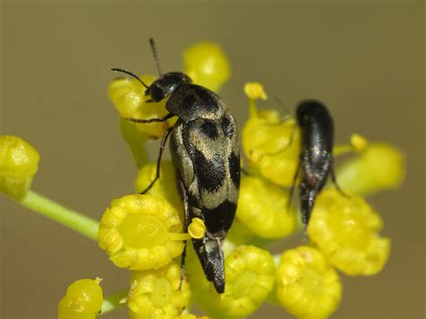 Mediimorda Sp Mordellidae Tumbling Flower Beetles Flickr