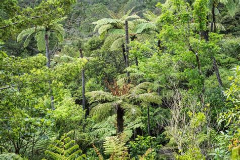 Native Bush New Zealand Stock Photo Image Of Jungle