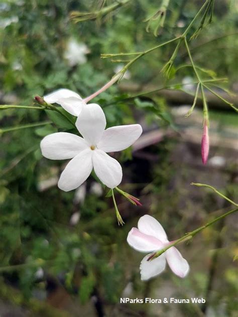 Nparks Jasminum Grandiflorum