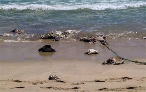 Emisoras Unidas Autoridades Ambientales Hallan Cientos De Tortugas