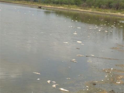 Idema investiga mortandade de peixes em Ipanguaçu Rio Grande do Norte