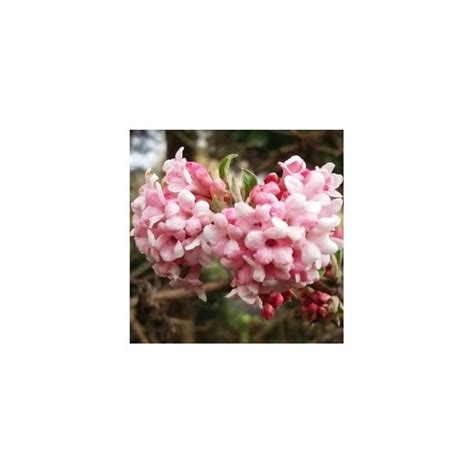 Viburnum X Bodnantense Dawn 2L Pot