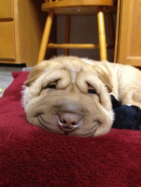 Post The Happiest Dogs Who Show The Best Smiles 346 Pics Bored Panda