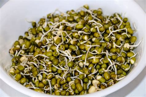 Yummy Delight For U Sprouting Moong Mung Beans How To Sprout Moong