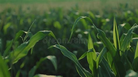 A Field Of Uniform Tall Stalks Of Corn Swaying Gently In The Breeze