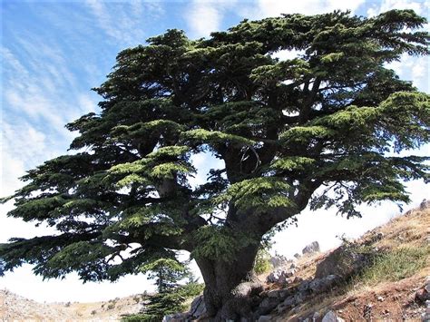 Дерево Каркас Фото – Telegraph