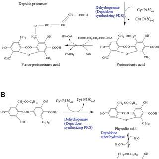 A Biosynthesis Of The Depsidone Fumarprotocetraric Acid B