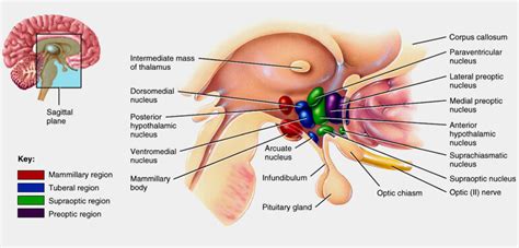 Ipotalamo Fertilitycenter