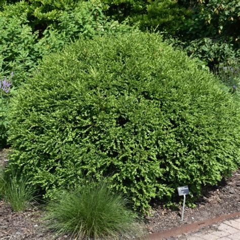 Green Gem Boxwood Platt Hill Nursery