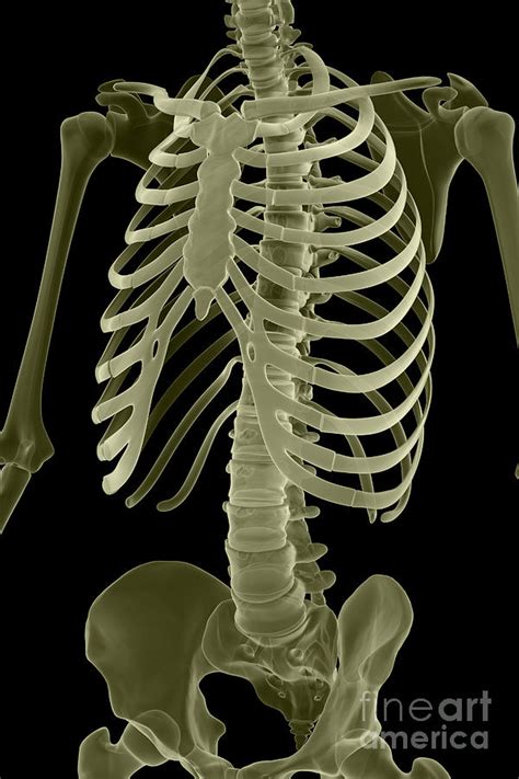 Bones Of The Torso Photograph by Science Picture Co - Fine Art America